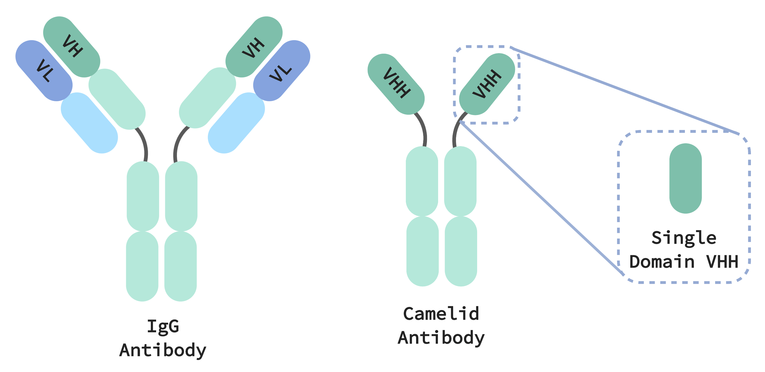 How Llama Antibodies May Help us Fight Coronavirus Twist Bioscience